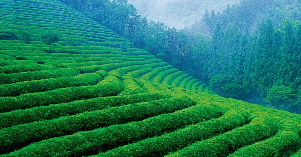 Janambhumi Assamese Poem By Nalini Bala Devi