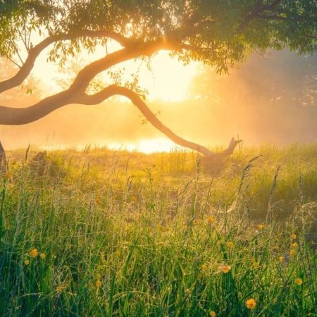 15 Best Assamese Quotes On Nature