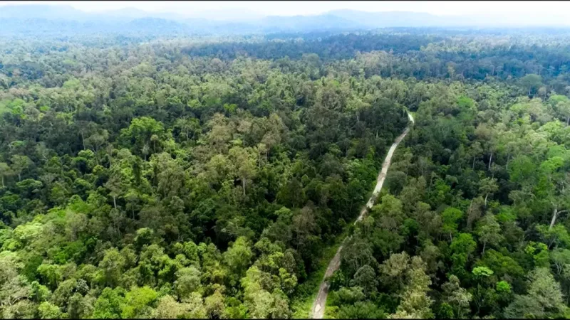 Dehing Patkai Rainforest (Soraipung) picnic spot in Assam