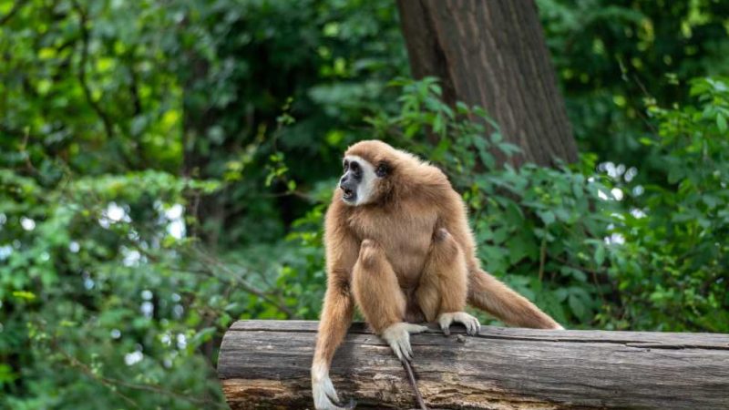 Hoollongapar Gibbon Sanctuary picnic place in Assam