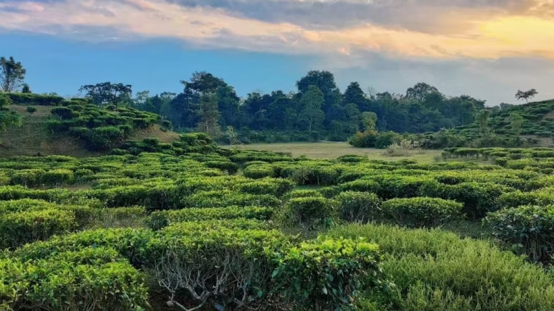 Kaliabor Tea Gardens picnic place in Assam