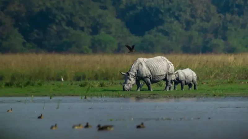 Pobitora Wildlife Sanctuary​ picnic spot in Assam